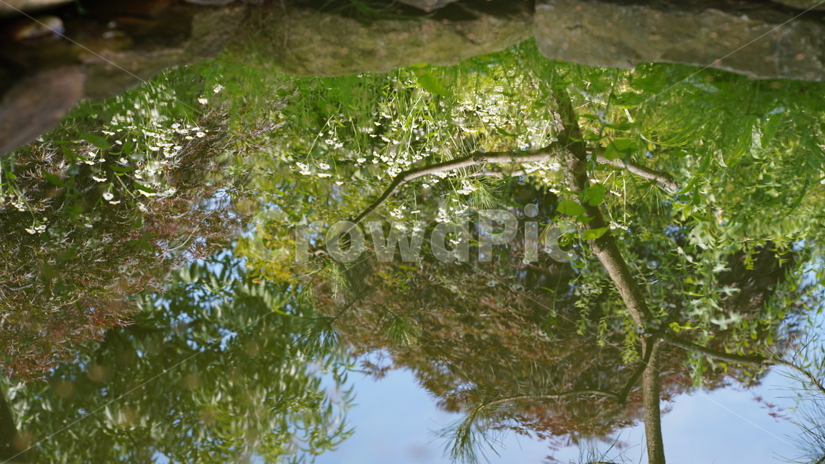 연못,반영,물그림자,소나무,들꽃,자연,풍경,nature,landscape,plant,식물
