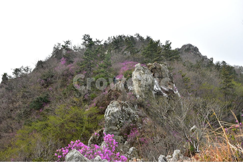 주작산,덕룡산,종주,진달래,풍경,기암,바위,비경,봄풍경,진달래꽃,강진,명산,산행,등산,마운틴,힐링,mountain,landscape,자연,natural,봄,계절,spring,season,자연,풍경,nature,landscape,한국자연풍경,한국자연경관,korea nature landscape,plant,식물,slope,경사,tree,나무