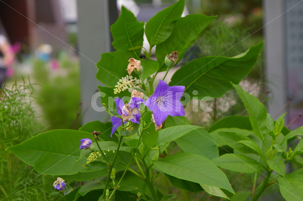 꽃,식물,plant,flower,blossom,클로즈업,봄꽃,식물,자연,plants,nature,꽃,flower
