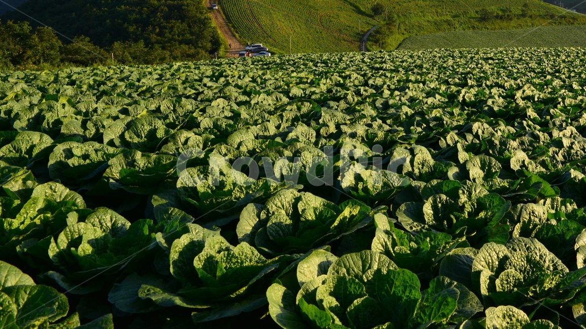 plant,식물,leaf,잎,배추,배추밭,김장김치,고랭지배추밭,농업,농사,경작,영농,고랭지배추,농업,농사,agriculture,farming,farming industry
