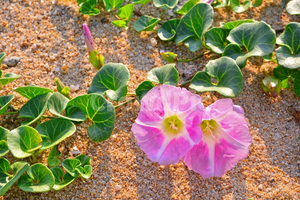 메꽃,해안,백사장,야생화,바닷가,여름,분홍,핑크,덩굴성,아름다운,예쁜,beautiful,flowers,sand,햇살,역광,무늬,꽃송이,꽃봉오리,바닷가꽃,동해안,모래사장,모래밭,해변,바다,pink,식물,자연,plants,nature,꽃,flower