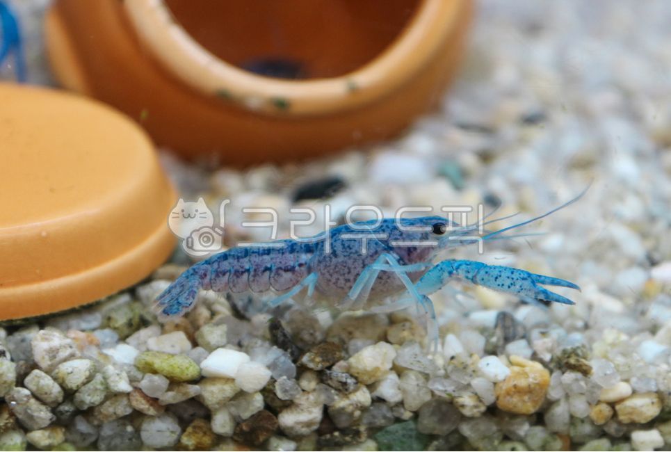 animal, 동물, 해양생물, sealife, 가재, 사진,이미지,일러스트,캘리그라피 - herjoon1610작가