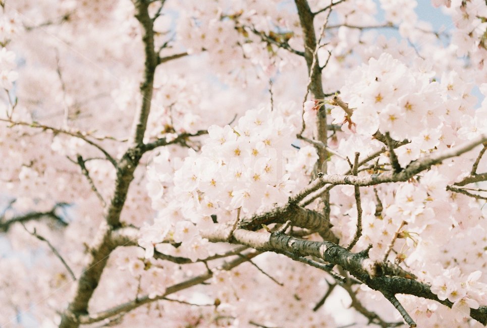 flower,plant,cherryblossom,벚꽃,꽃,blossom,식물,필름사진,필름감성,봄,계절,spring,season,식물,자연,plants,nature,꽃,flower