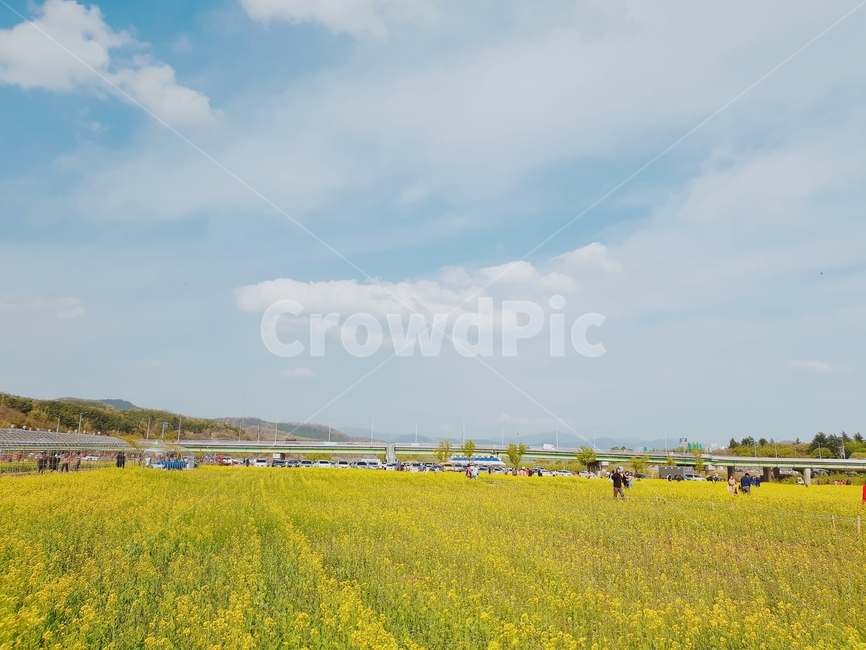 맑은,하늘,유채꽃,구름,들판,봄,계절,spring,season,자연,풍경,nature,landscape,field,들,grassland,목초지,outdoors,옥외