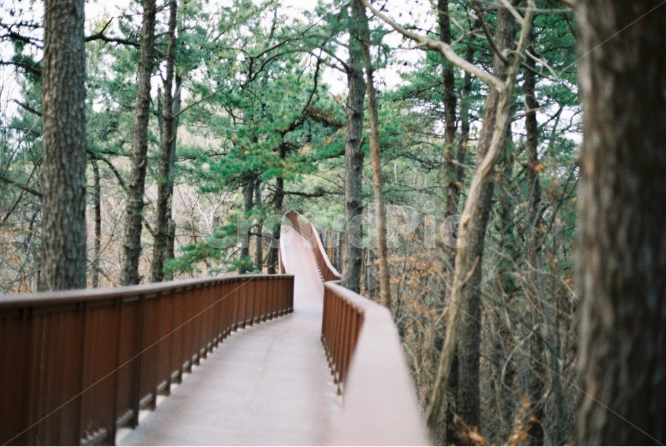 순천만습지,갈대밭,숲길,전망대,필름카메라,노을,film,하늘,겨울,landscape,풍경,경관,구름,cloudy