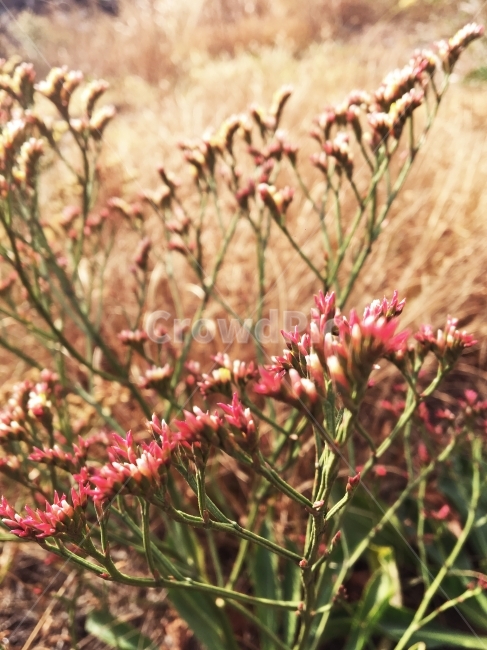 갯질경이,야생화,질경이,wildflower,wildflowerd,식물,자연,plants,nature,꽃,flower,감성,sensible,feeling