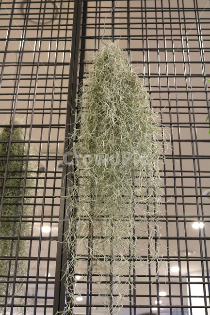 수염탈란드시아,탈란드시아,식물,공기정화식물,열대식물,자연,식물,자연,plants,nature,실내용화초,화분,화초,house plant