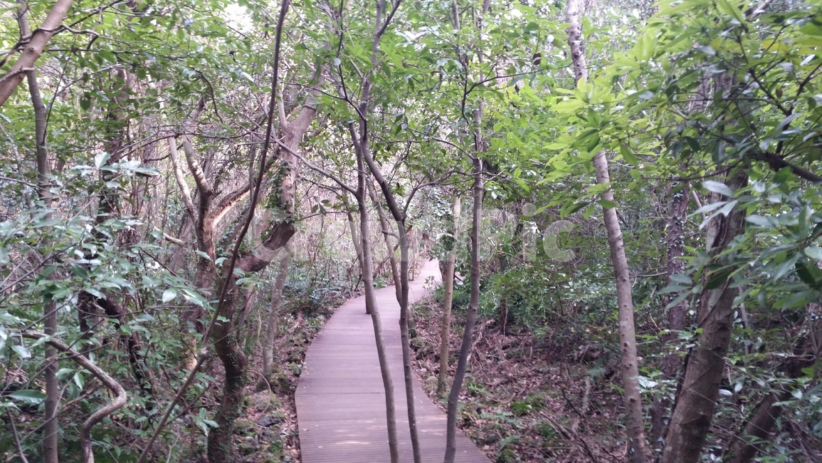 나무,숲,산책,바위,산책로,tree,식물,wood,forest,덤불숲,삼림지대,thicket,grove,woodland,walk,trail,오솔길,path