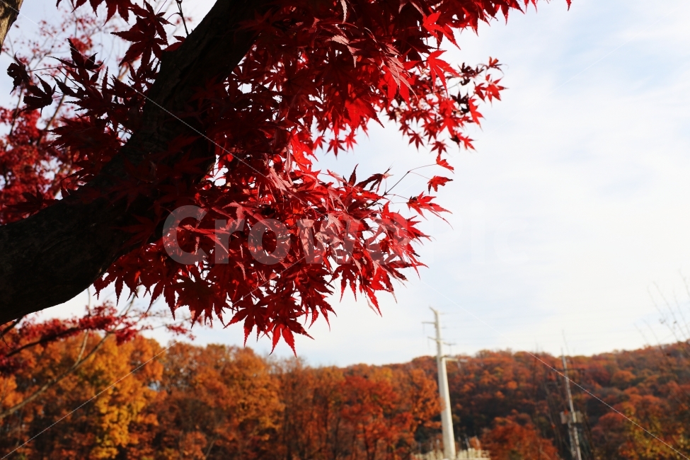 단풍,가을,가을단풍,풍경,가을풍경,가을배경,가을,계절,fall,autumn,season,식물,자연,plants,nature,leaf,잎,plant,tree,나무