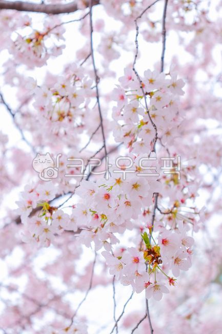 계절,weather,봄,spring,벚꽃,cherryblossom,꽃,flower,식물,plant,벚꽃나무,꽃나무,봄,계절,spring,season