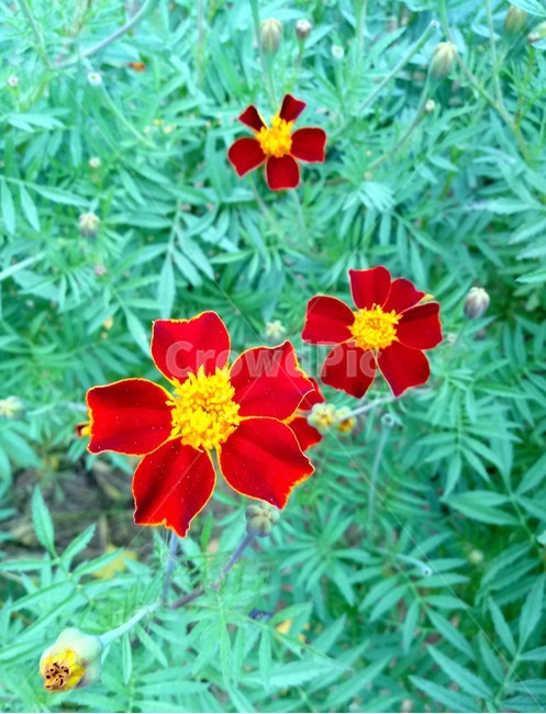 프랜치매리골드,꽃,식물,plant,flower,꽃잎
