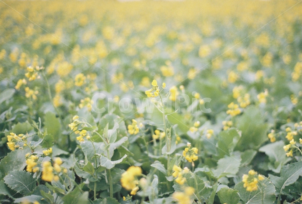 유채꽃,꽃,꽃밭,유채꽃밭,겨울,필름사진,감성,봄,계절,spring,season,식물,자연,plants,nature,꽃,flower,감성,sensible,feeling,plant