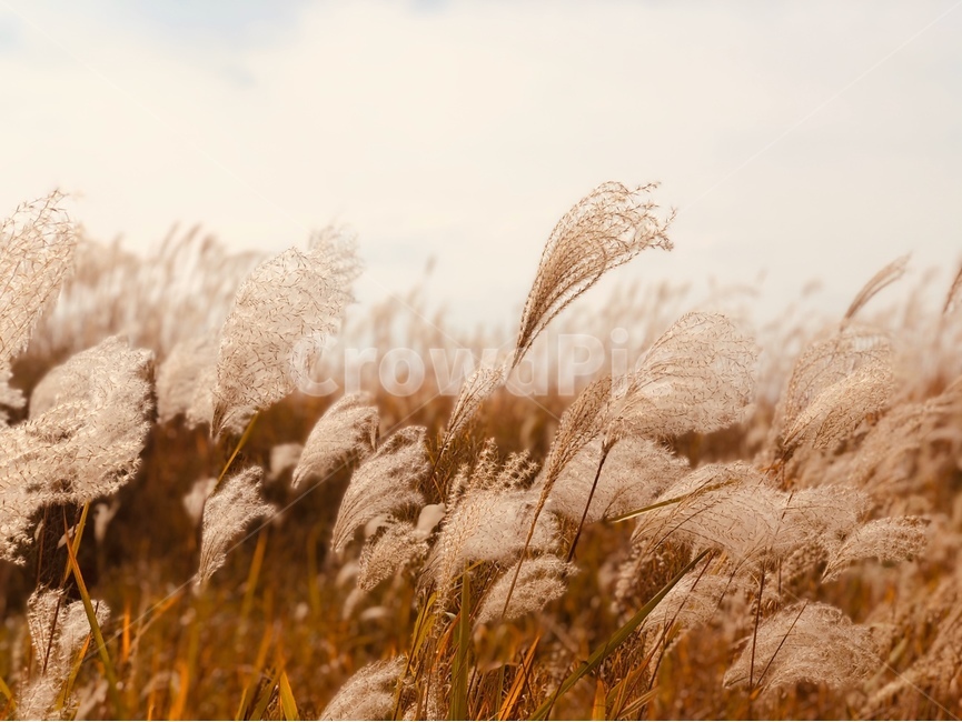 갈대,갈대밭,억새,억새풀,가을,식물,plant,갈대축제,가을,계절,fall,autumn,season,자연,풍경,nature,landscape,grass,잔디,lawn,reed