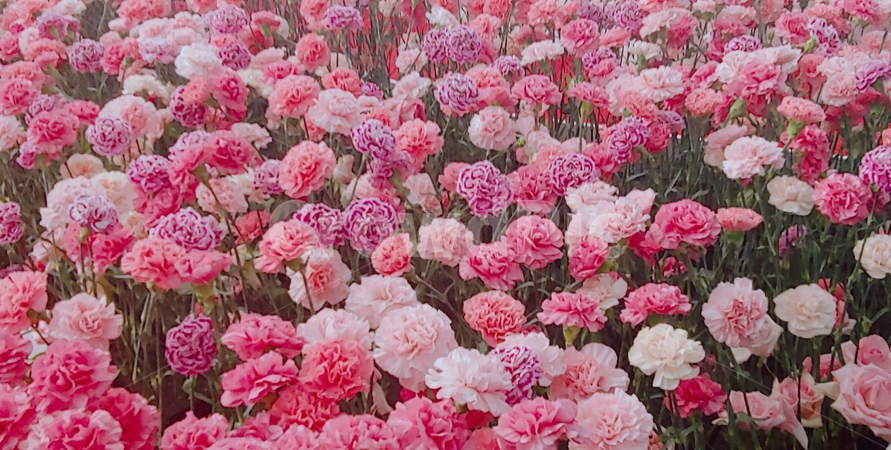 핑크,분홍색,꽃,꽃밭,배경,식물,자연,감성,봄,꽃춪제,flowers,pink,plants,nature,색감,색,feeling,color