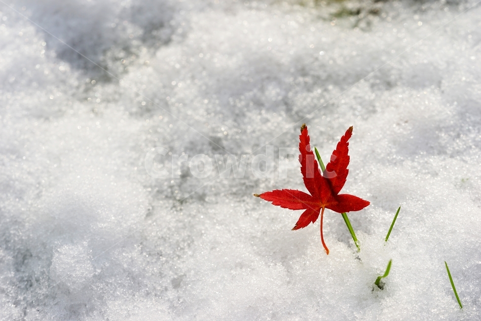 눈,첫눈,단풍잎,단풍,풀,겨울,계절,winter,season