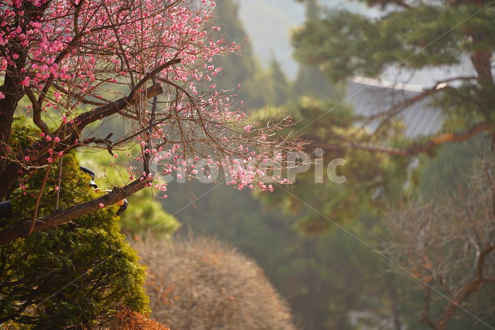 매화,홍매화,매화꽃,봄꽃,봉은사,분홍색,분홍꽃,봄,계절,spring,season,자연,풍경,nature,landscape,plant,식물,tree,나무
