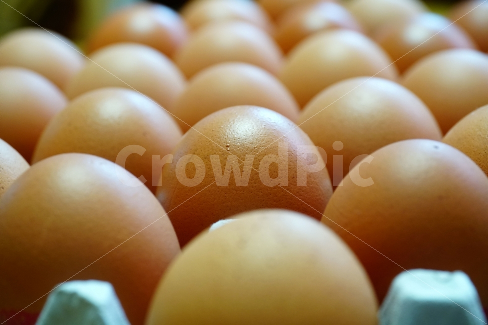chicken,raw eggs,egg,objects,recipe,animal nature,side dish,ingredients,cooking,poultry farm,raw egg,cook,food ingredients,food,chick,grocery,thing,object