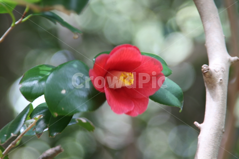 나무,꽃,동백,겨울,봄,식물,자연,plants,nature,꽃,flower