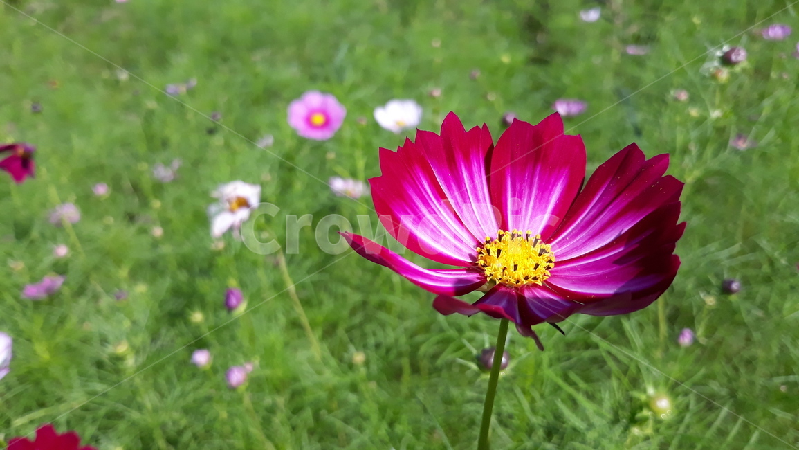 식물,plant,꽃,flower,blossom,꽃잎,petal,코스모스,그라데이션꽃잎색,색감,가을,color,fall,자주색꽃,nature,자연,식물,자연,plants,nature,꽃,flower
