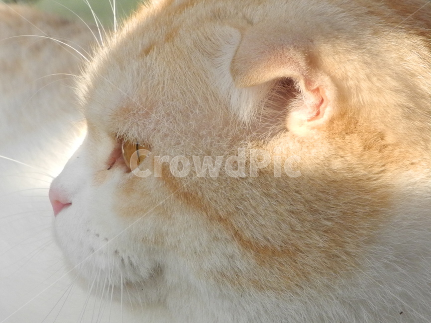 고양이,cat,pet,animal,동물,동물,animal,포유류,mammal,고양이,cat,kitten,kitty