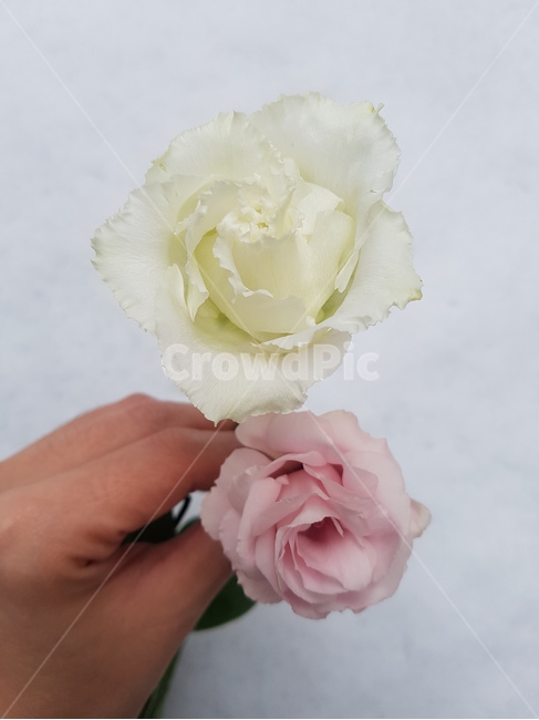 눈,꽃,장미,꽃다발,감성,유칼리투스,흰색,하얀색,snow,white,roes,pink,분홍색,식물,겨울,winter,첫눈