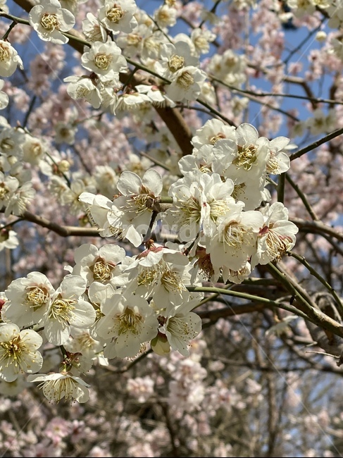 plant,식물,flower,꽃,spring,봄,벚꽃,cherryblossom,blossom,bloom