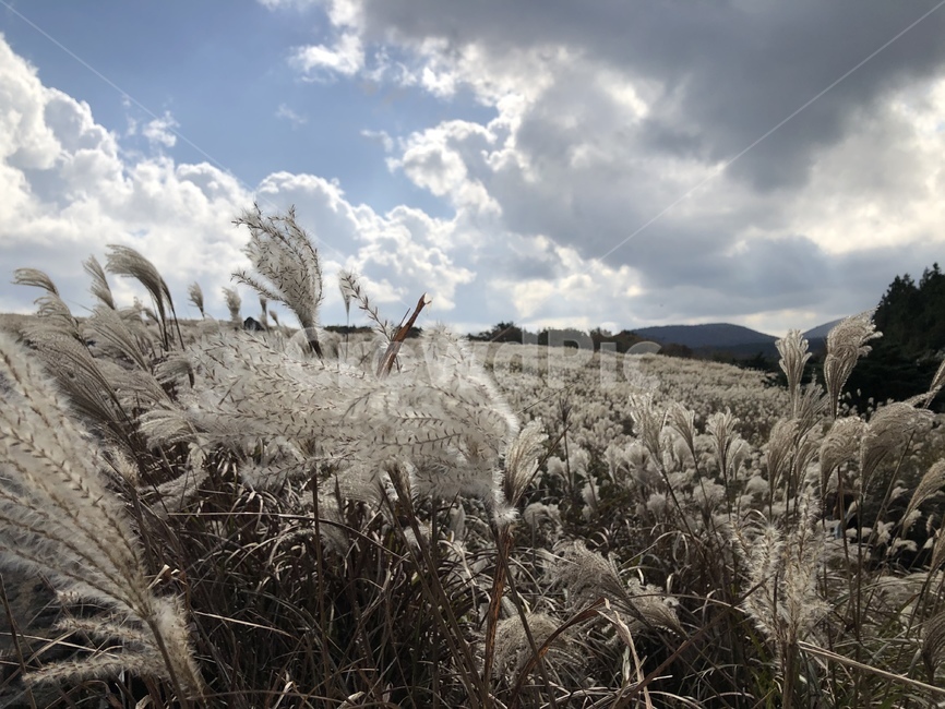 제주,제주도,산굼부리,갈대,억새,plant,식물,grass