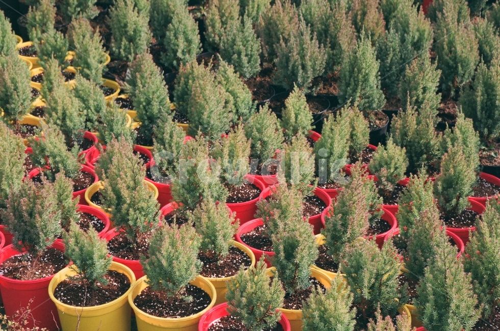 꽃,식물,tree,나무,conifer,구과식물,봄,3월,4월,spring,꽃놀이,화분,plant