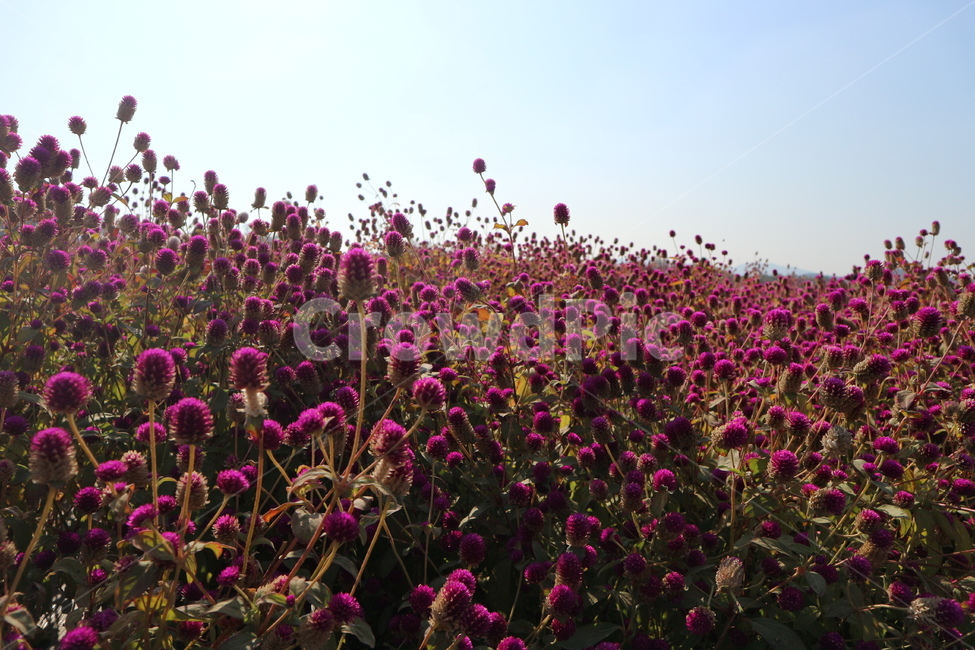 산오이풀,꽃,가을,가을하늘,자연,핑크,flower,autumn,nature,sky,pink