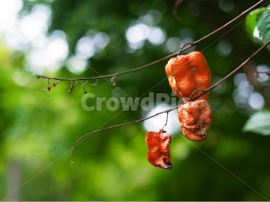 가을,나무,열매,계절,색깔,녹색,아웃포커싱,보케,tree,fall,autumn,green,주황,orange,colorful,colourful,식물,자연,plants,nature