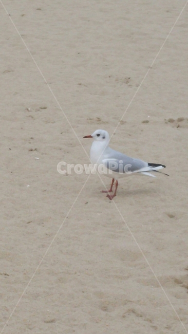 갈매기한마리,갈매기,바다,외로운갈매기,해변,해변,바다,beach,sea,동물,animal,조류,새,birds