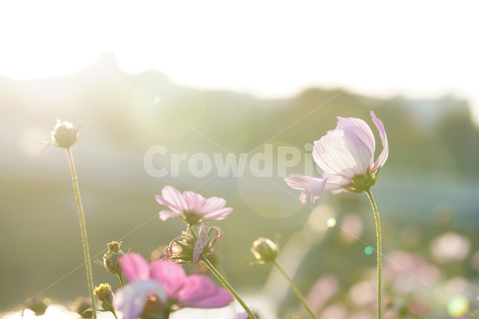 꽃,가을,계절,생명,생물,플라워,flower,코스모스,plant,식물,가을,계절,fall,autumn,season,식물,자연,plants,nature,꽃,flower