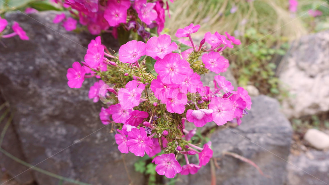 배경화면,분홍꽃,꽃,꽃다발,봄,flower,식물,blossom,plant