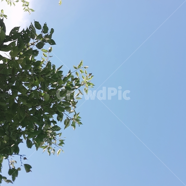 봄,푸른하늘,나뭇잎,감성,자연,자연,풍경,nature,landscape,tree,나무,plant,식물,leaf,잎