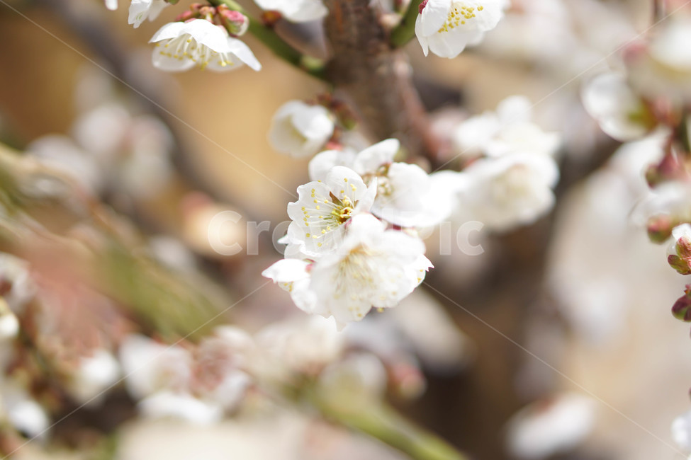 매화,꽃,봄,아웃포커싱,봄꽃,봄,계절,spring,season,식물,자연,plants,nature,꽃,flower,plant