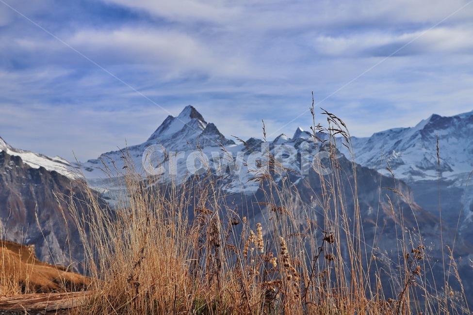 plant,outdoors,mountainrange,산맥,잔디,nature,자연,스위스,피르스트