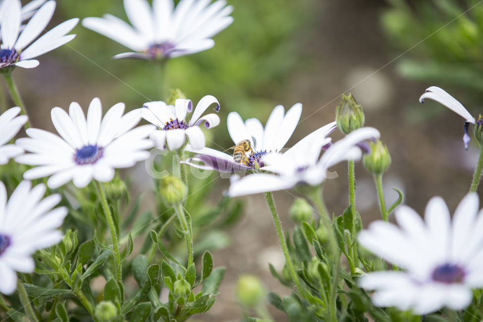 꿀벌,벌,bee,osteospermum,오스테오스펄멈,플라워,야생화,꽃,곤충,flower,plant,정원,가든,숲,forest,garden,mountain,식물,자연,plants,nature,꽃,flower,동물,animal,곤충,벌레,insect,bug