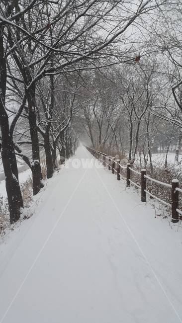 겨울,눈,길,나무,공원,겨울,계절,winter,season,자연,풍경,nature,landscape,식물,plants,나무,trees,wood,outdoors,옥외