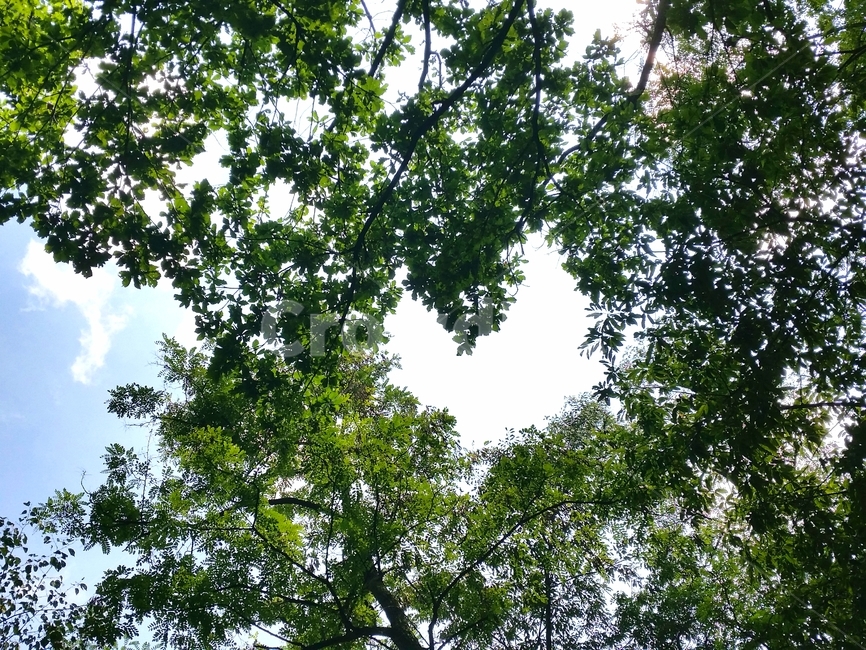 하트,나뭇잎,여름,싱그러움,하늘,초록,자연,풍경,nature,landscape,tree,나무,plant,식물,tree trunk,나무 줄기