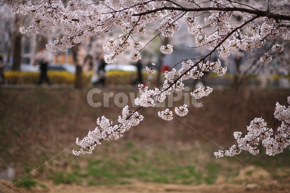 plant,식물,flower,꽃,blossom,벚꽃,봄,식물,자연,plants,nature,꽃,flower