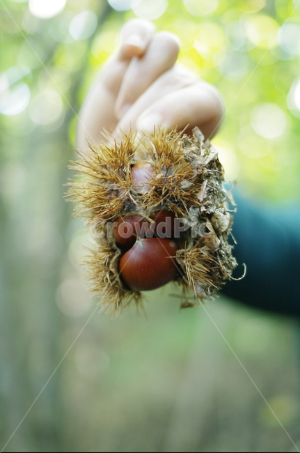 밤,알밤,가시,plant,식물,food,음식,grain,곡물,seed,씨