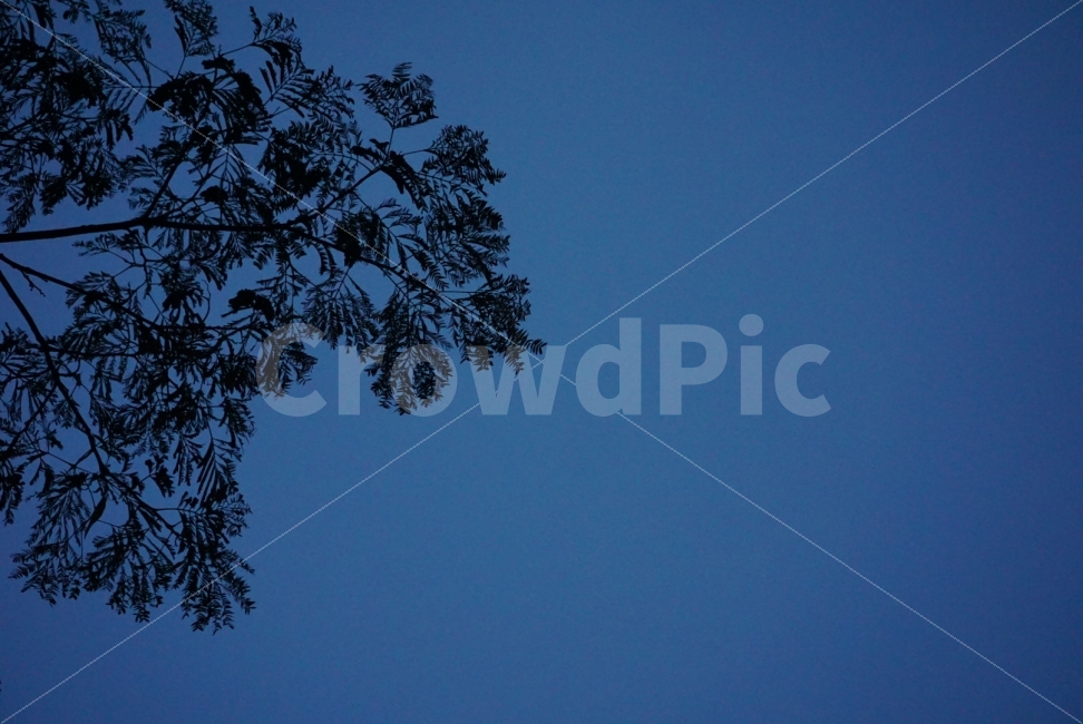 sky,tree,Bud tree,bluesky,nightsky,tree silhouette,night sky,silhouette,evening sky,treesilhouette