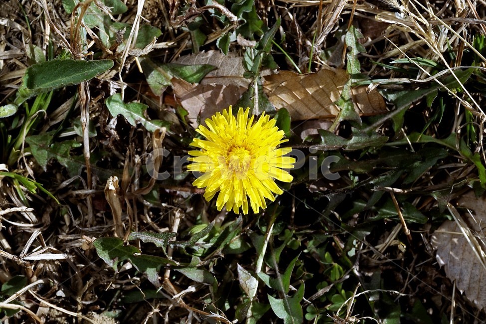 민들레,노랑,봄,꽃,계절,dandelion,spring,flower,bloom,yellow,life,생명,봄소식,식물,자연,plants,nature,꽃,flower