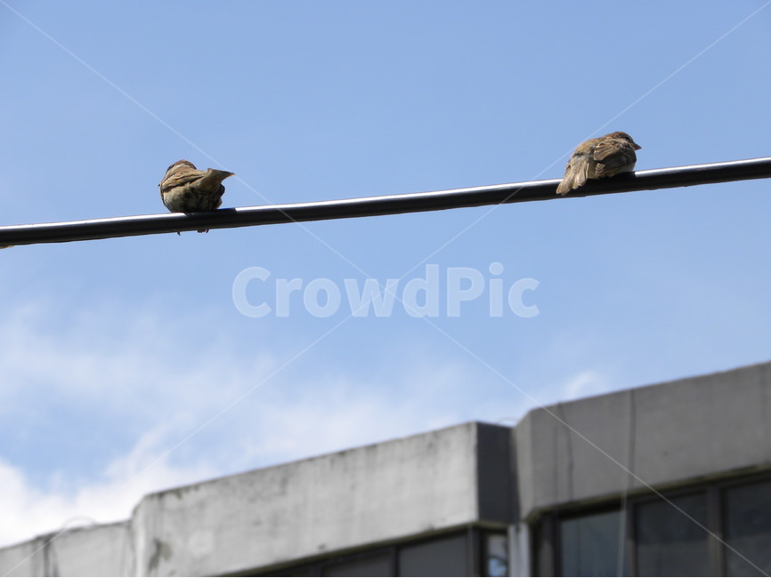 참새,전선,케이블,전기줄,도시,sparrow,wire,cable,city,동물,animal,조류,새,birds