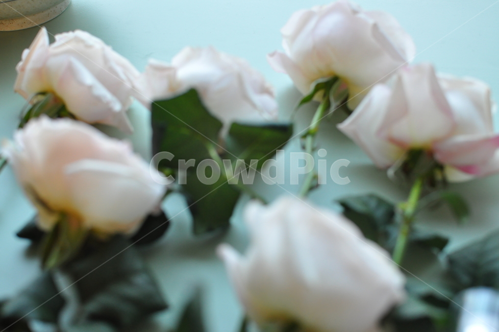 수입장미,꽃배경,장미배경,rose,장미,blossom,꽃,flower,plant,식물,꽃다발,수입장미부케,부케,감성,자연
