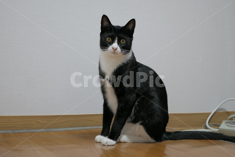 고양이,개냥이,애교,호기심,표정,얼굴,동물,귀여운