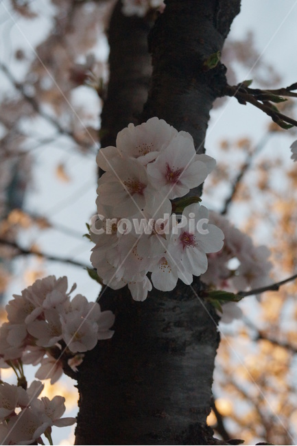 벗꽃,벗꽃나무,사쿠라,Cherryblossoms,옹기종기,벗꽃엔딩,봄,계절,spring,season,식물,자연,plants,nature,꽃,flower,plant,blossom,cherry blossom,벚꽃