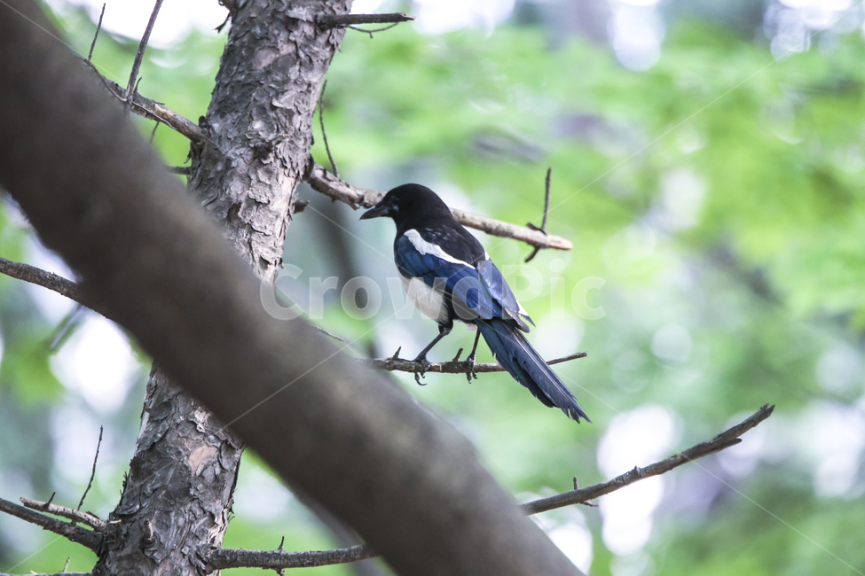 까치,새,조류,자연,생태,나무,bird