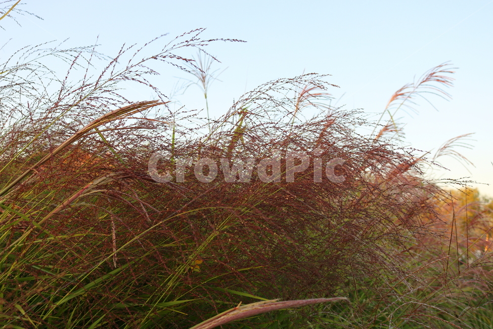 억새,억새풀,식물,자연,가을,벼과,가을,계절,fall,autumn,season,plant,grass,잔디,lawn,reed,갈대