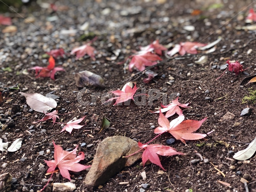 식물,leaf,plant,tree,잎,나무,ground,바닥,단풍,가을,계절,fall,autumn,season